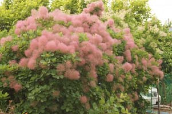 画像3: スモークツリー・ワインカラー　9cmポット (3)