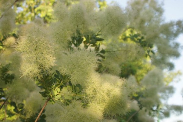 画像4: スモークツリー・グリーンボ－ル　9cmポット苗 (4)