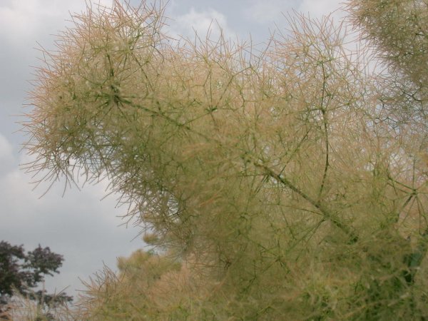 画像6: スモークツリー・グリーンボ－ル　9cmポット苗 (6)