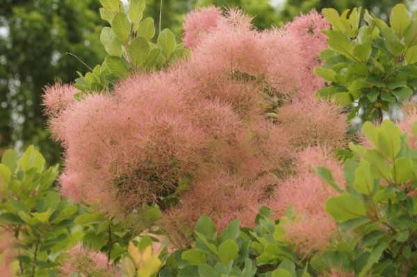 画像4: スモークツリー・ラブリーローズ　9cmポット (4)