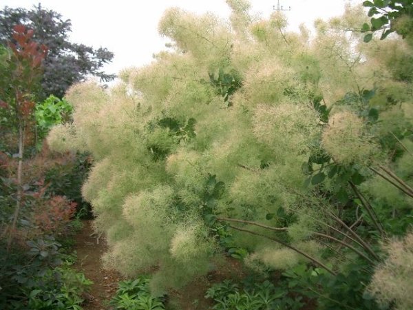 画像5: スモークツリー・グリーンボ－ル　9cmポット苗 (5)