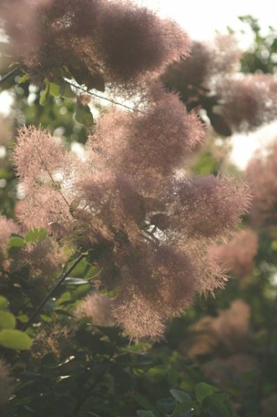 画像2: スモークツリー・ラブリーローズ　9cmポット (2)