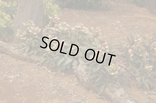 画像6: クリスマスローズ　H.ステルニー10.5cmロングポット (6)