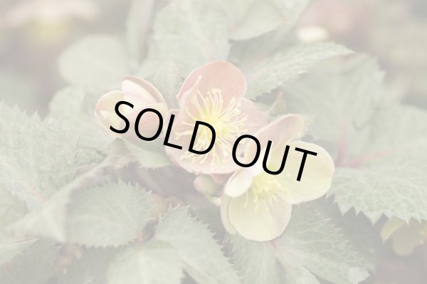 画像3: クリスマスローズ　H.ステルニー10.5cmロングポット (3)