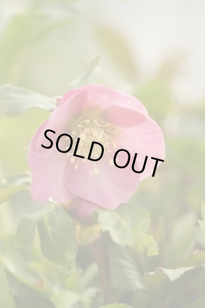 画像7: クリスマスローズ　シングルピンク系 (7)