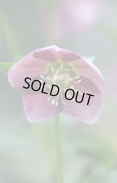 画像6: クリスマスローズ　シングルピンク系 (6)