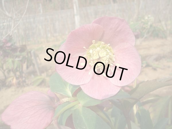 画像8: クリスマスローズ　シングルピンク系 (8)