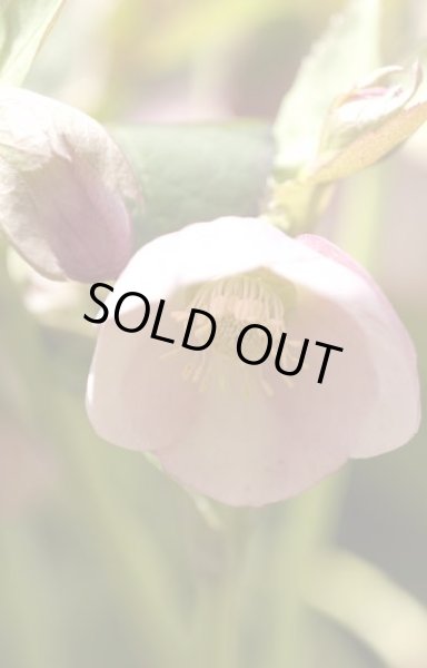 画像5: クリスマスローズ　シングルピンク系 (5)