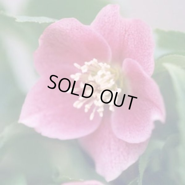 画像3: クリスマスローズ　シングルピンク系 (3)