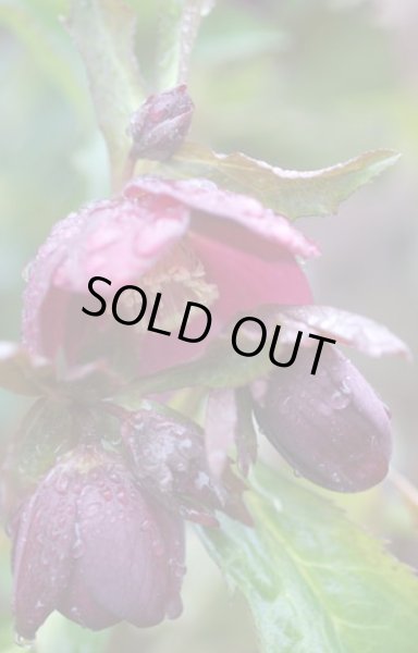 画像3: クリスマスローズ　オリエンタリス　シングル赤花系 (3)