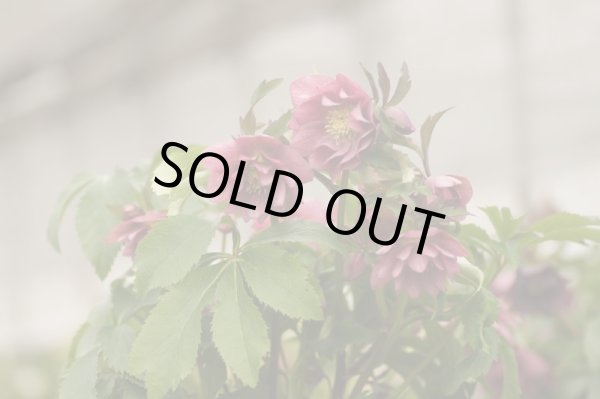 画像3: クリスマスローズ・オリエンタリス　ダブルピンク9cmポット (3)