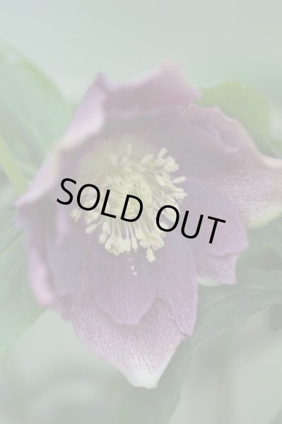 画像9: クリスマスローズ・オリエンタリス　ダブルレッド9cmポット (9)