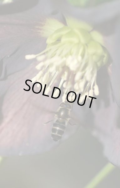 画像7: クリスマスローズ　シングル黒・紫・グレー系 (7)