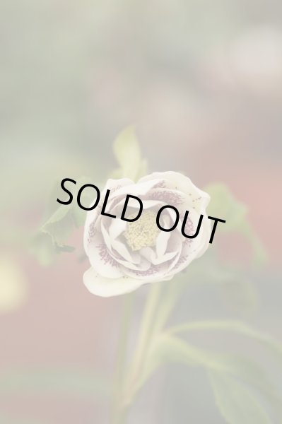 画像10: クリスマスローズ　オリエンタリス　ダブル白花9cmポット (10)