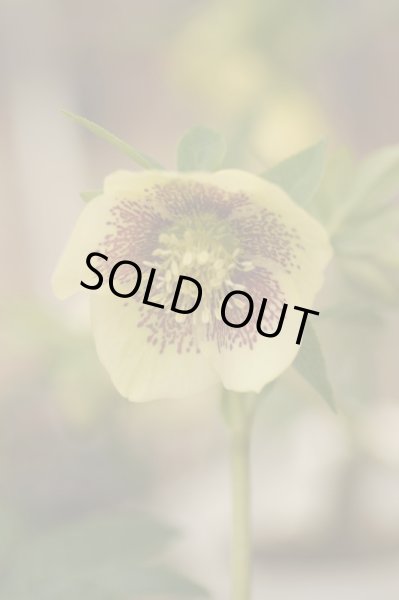 画像6: クリスマスローズ　シングル黄色系 (6)