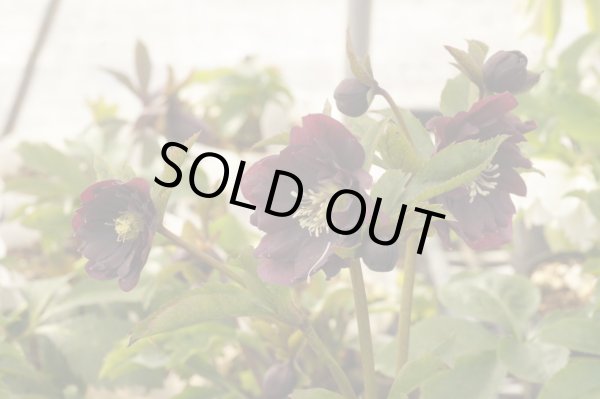 画像5: クリスマスローズ・オリエンタリス　ダブルレッド9cmポット (5)