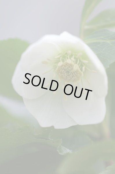 画像3: クリスマスローズ シングル白花系 (3)