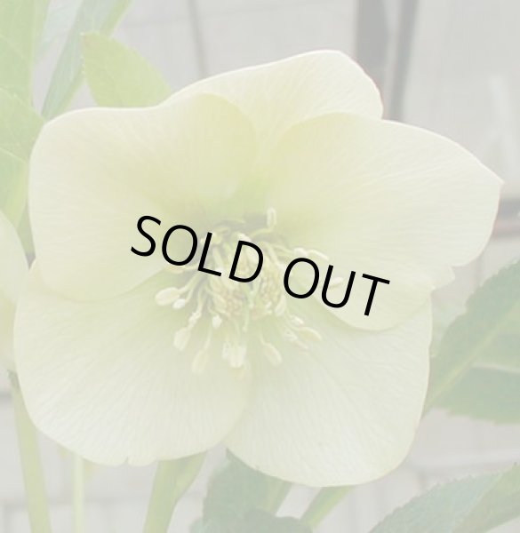 画像4: クリスマスローズ　シングル黄色系 (4)