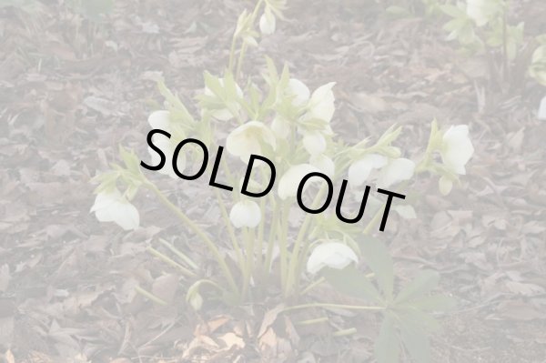 画像6: クリスマスローズ シングル白花系 (6)