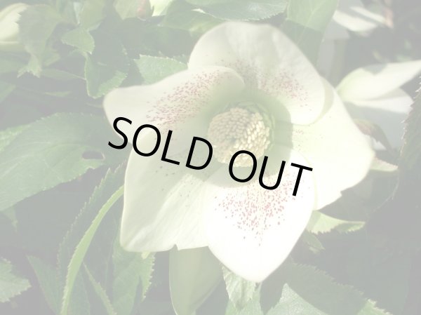 画像4: クリスマスローズ シングル白花系 (4)