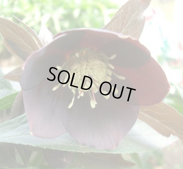 画像3: クリスマスローズ　シングル黒・紫・グレー系 (3)