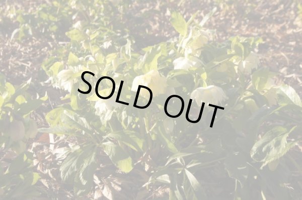 画像7: クリスマスローズ　オリエンタリス　ダブル白花9cmポット (7)