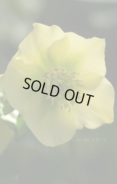 画像3: クリスマスローズ　シングル黄色系 (3)