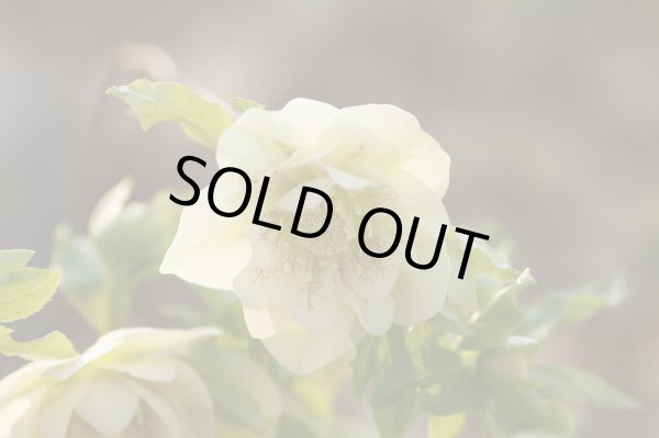 画像9: クリスマスローズ　オリエンタリス　ダブル白花9cmポット (9)