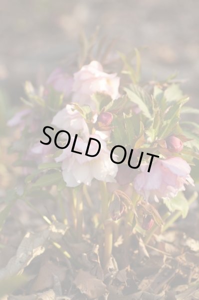 画像5: クリスマスローズ・オリエンタリス　ダブルピンク9cmポット (5)