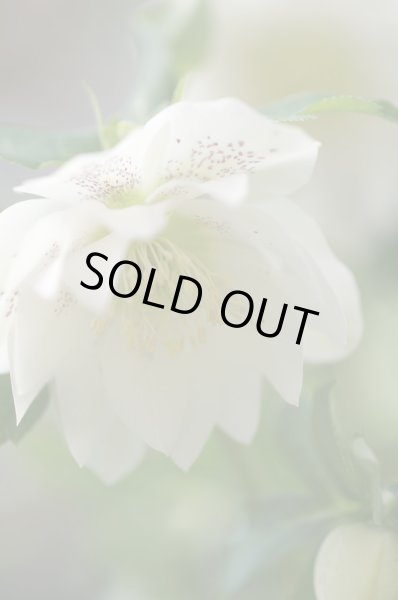 画像5: クリスマスローズ　オリエンタリス　ダブル白花9cmポット (5)