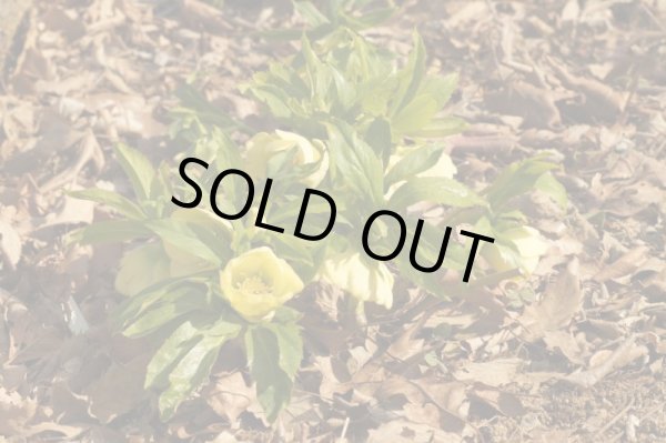 画像7: クリスマスローズ　シングル黄色系 (7)