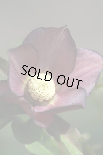 画像9: クリスマスローズ　シングル黒・紫・グレー系 (9)