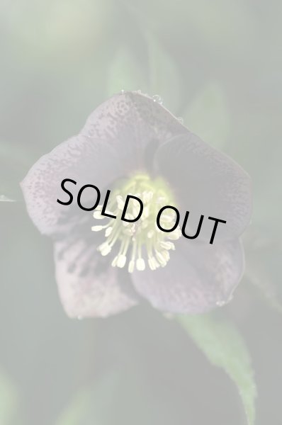 画像8: クリスマスローズ　シングル黒・紫・グレー系 (8)