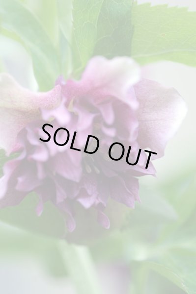 画像8: クリスマスローズ・オリエンタリス　ダブルレッド9cmポット (8)