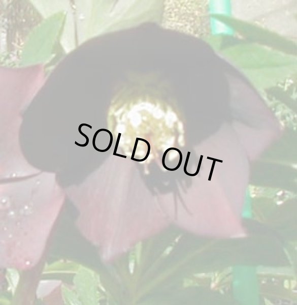 画像11: クリスマスローズ　シングル黒・紫・グレー系 (11)