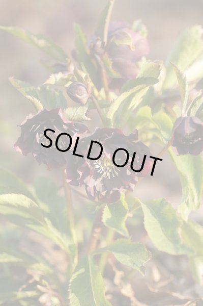 画像3: クリスマスローズ・オリエンタリス　ダブルレッド9cmポット (3)