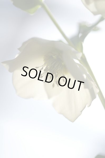 画像8: クリスマスローズ シングル白花系 (8)