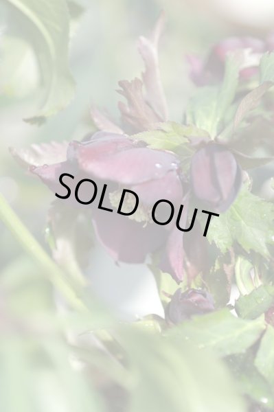 画像10: クリスマスローズ・オリエンタリス　ダブルレッド9cmポット (10)