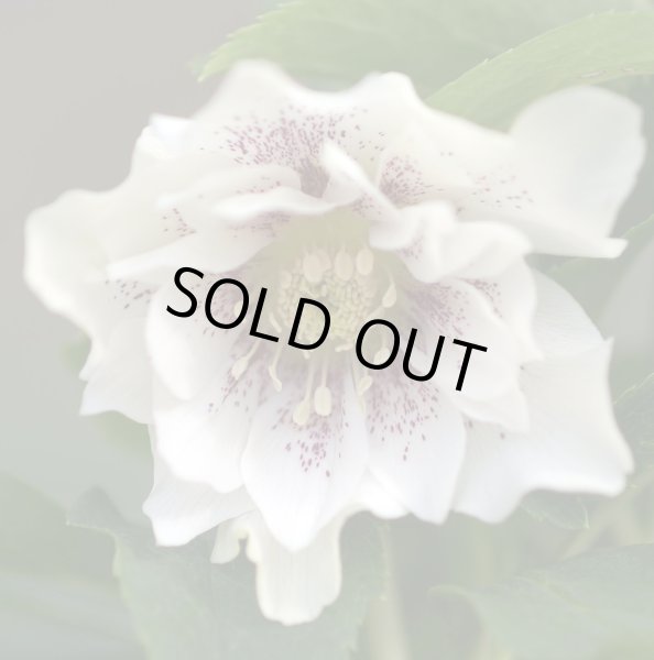 画像8: クリスマスローズ　オリエンタリス　ダブル白花9cmポット (8)