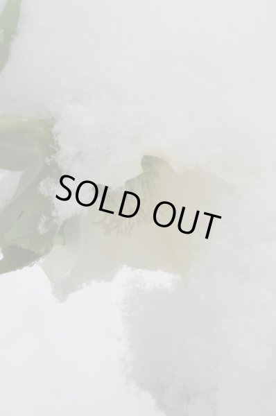 画像7: クリスマスローズ シングル白花系 (7)