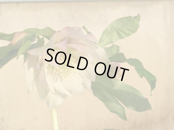 画像11: クリスマスローズ　オリエンタリス　ダブル白花9cmポット (11)