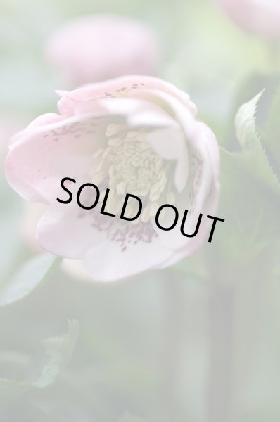 画像10: クリスマスローズ・オリエンタリス　ダブルピンク9cmポット (10)