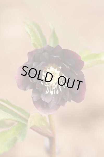 画像4: クリスマスローズ・オリエンタリス　ダブルレッド9cmポット (4)