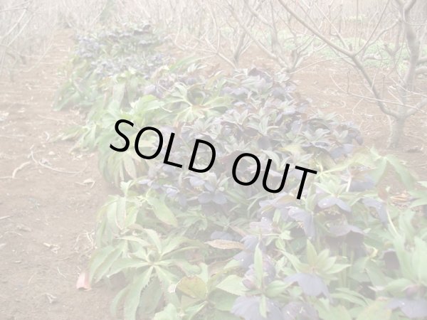 画像5: クリスマスローズ　シングル黒・紫・グレー系 (5)