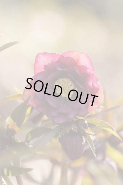 画像2: クリスマスローズ・オリエンタリス　ダブルレッド9cmポット (2)