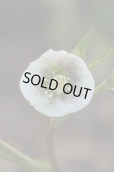 画像5: クリスマスローズ シングル白花系 (5)