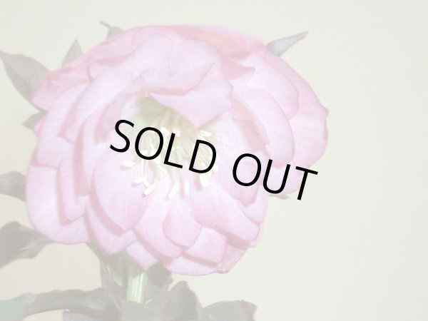 画像6: クリスマスローズ・オリエンタリス　ダブルピンク9cmポット (6)