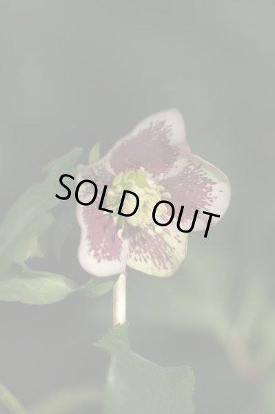 画像7: クリスマスローズ　シングルグッタータス系 (7)