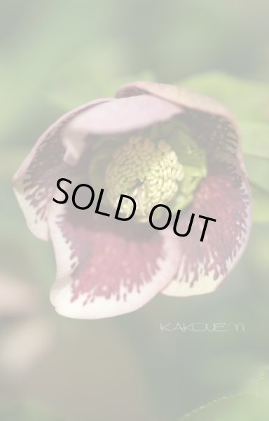 画像3: クリスマスローズ　シングルグッタータス系 (3)