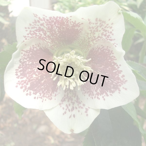 画像5: クリスマスローズ　シングルグッタータス系 (5)